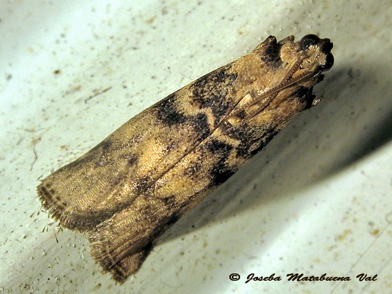 Euzophera pinguis - Pyralidae